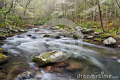 Middle Prong spring, Great Smoky Mountains Stock Photo