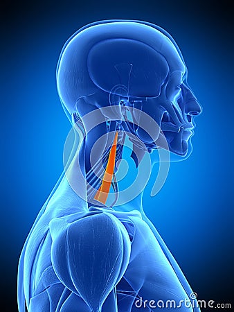 The middle scalene Cartoon Illustration