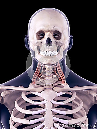 The middle scalene Cartoon Illustration