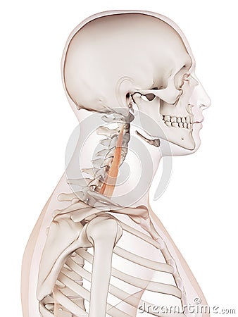 The middle scalene Cartoon Illustration