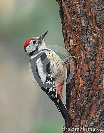 Middle spotted woodpecker (Dendrocoptes medius). Stock Photo
