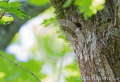 Middle Spotted Woodpecker Stock Photo