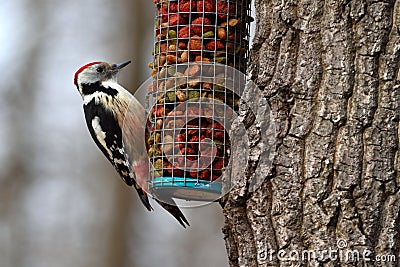 Middle spotted woodpecker Leiopicus medius Stock Photo