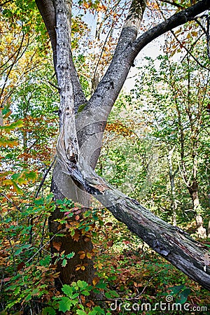 Broken tree, slumped against another, in the woods Stock Photo