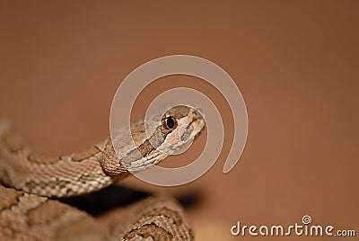 Midget Faded Rattlesnake Stock Photo