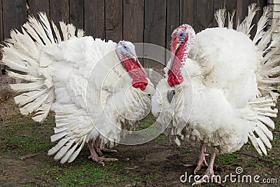 The Midget White Turkey Perfect Homestead. big fat turkey in the farm yard with purebred Stock Photo