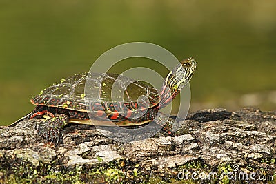 Midland Painted Turtle Basking on a Log Stock Photo