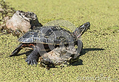 Midland Painted Turtle Stock Photo