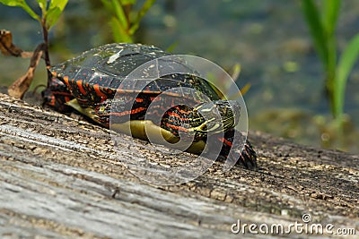 Midland Painted Turtle - Chrysemys picta marginata Stock Photo