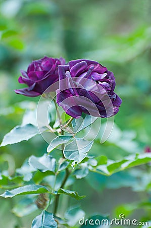 Midnight blue,purple rose in a garden Stock Photo