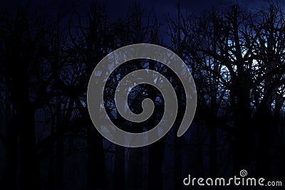 Midnight forest Stock Photo