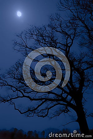 Midnight tree Stock Photo