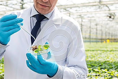 Midsection of male biochemist using pipette on seedling in petri dish at greenhouse Stock Photo