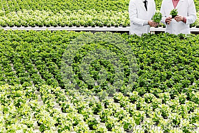 Midsection of male biochemists discussing over seedlings while standing in plant nursery Stock Photo