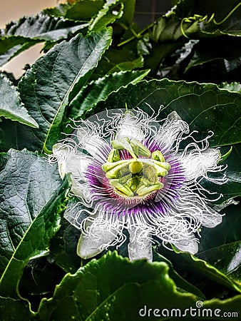 In the midst of the green there's a blossoming of life. Stock Photo