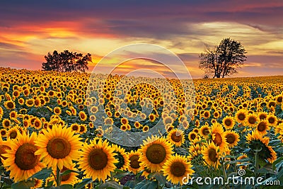 Midwest Blooming Sunflower Field Stock Photo