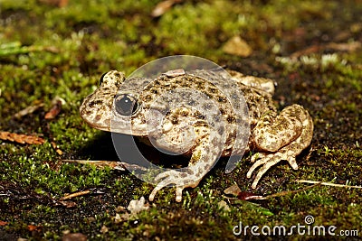 Midwife Toad - Alytes obstetricans Stock Photo