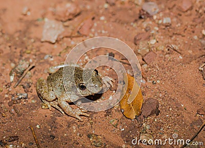 Midwife Toad on the ground Stock Photo