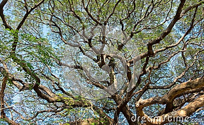 Mightiness of Giant tree Stock Photo