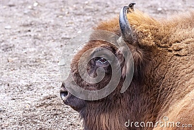 Mighty European aurochs portrait... Stock Photo