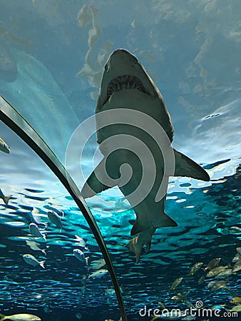 The Mighty Great White Shark Stock Photo