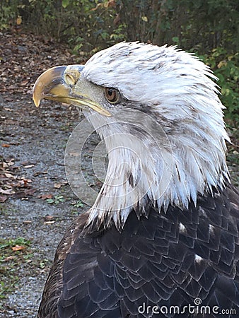 A Mighty Look Of The Eagle Stock Photo