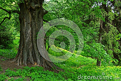 Mighty old tree Stock Photo