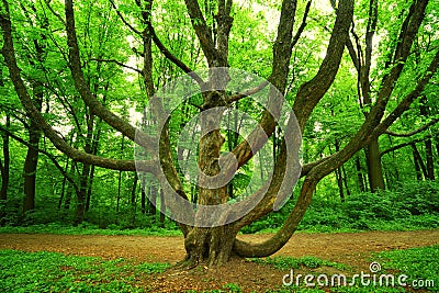 mighty tree in forest Stock Photo