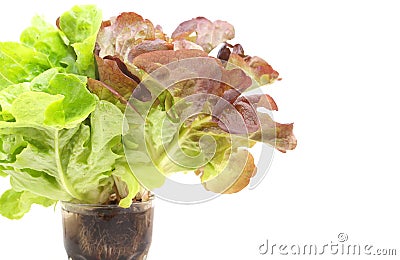 Mignonette Lettuce Stock Photo