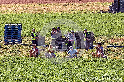 Migrant Farm Workers. Editorial Stock Photo