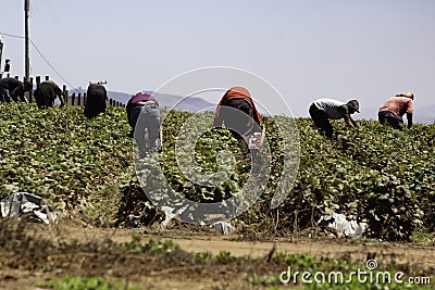 Migrant Farm workers earning a living working the strawberry fields Editorial Stock Photo