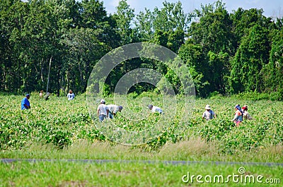 Migrant farm workers in the field Editorial Stock Photo