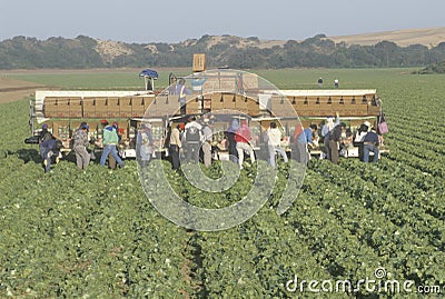 Migrant workers harvest crops Editorial Stock Photo