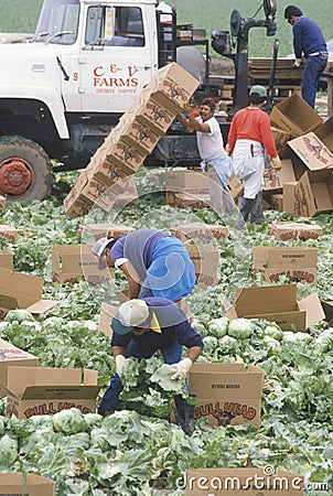 Migrant workers harvest crops Editorial Stock Photo