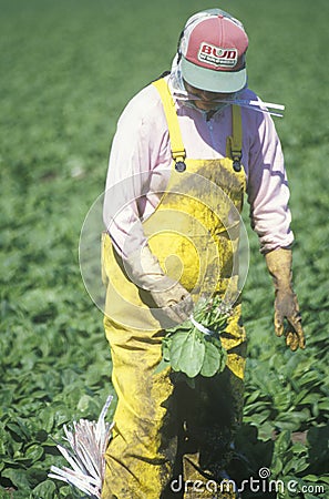 Migrant workers harvest crops Editorial Stock Photo