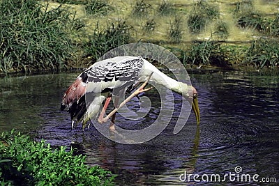 Migrated Painted Storks in Indian Continent Stock Photo