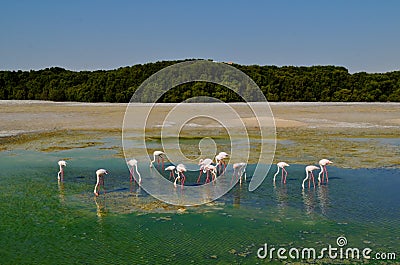 Migrated small group of flamingos in the green lake pond Stock Photo