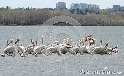 Migrating American white pelicans in Cherry Creek State Park, Denver, Colorado Stock Photo