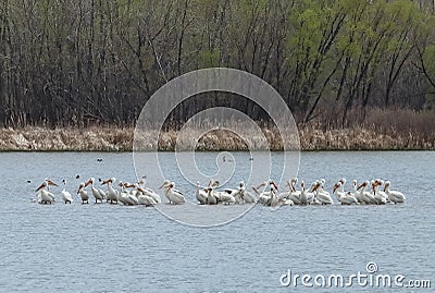 Migrating American white pelicans in Cherry Creek State Park, Denver, Colorado Stock Photo