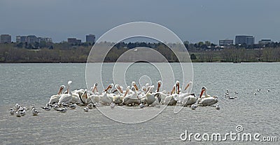 Migrating American white pelicans in Cherry Creek State Park, Denver, Colorado Stock Photo