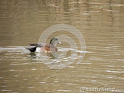 A migrating American Widgeon rests on a western Colorado Lake Stock Photo