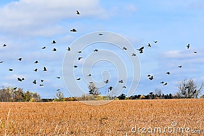 Migrating Black Birds Flying Above Farm Field Stock Photo