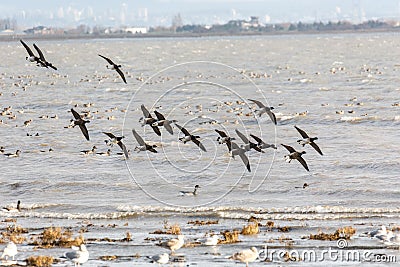 Migrating Brant goose Stock Photo