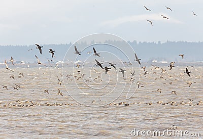 Migrating Brant goose Stock Photo