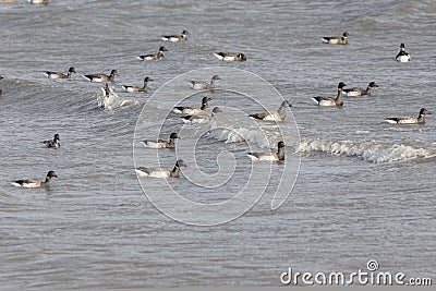 Migrating Brant goose Stock Photo