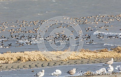 Migrating Brant goose Stock Photo