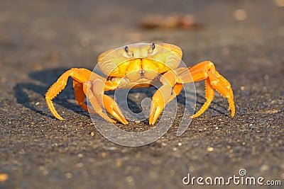 Migrating crab Cuba Gecarcinus ruricola Stock Photo