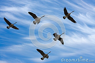 Migrating Geese Stock Photo