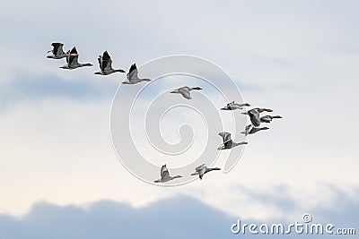 Migrating Geese flying in V formation Stock Photo