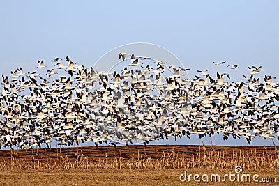 Migrating Snow Geese in Flight Stock Photo